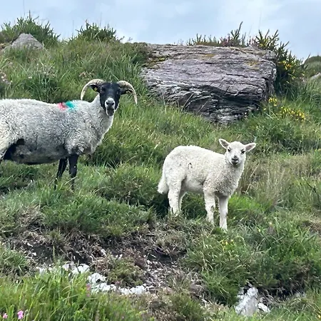Lui Na Greine Bard Inch